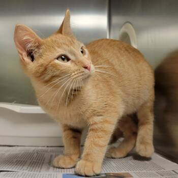 Ogdenville -  Domestic Short Hair Cat for Adoption in Columbia, Missouri - Ogdenville | PetCurious