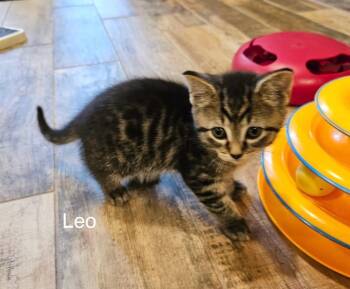 Domestic Short Hair Cats Available for Adoption in Leesburg, Virginia - Kittens (males And Females)-Joe, Leo, George, Mina, And Gigi | PetCurious