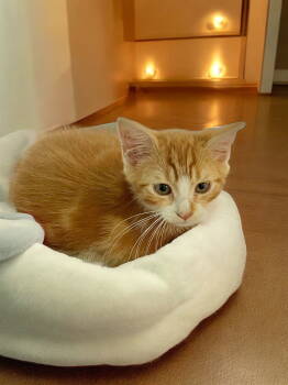 Rescue Domestic Short Hair Cats for Adoption in Champaign, Illinois - Rusty | PetCurious