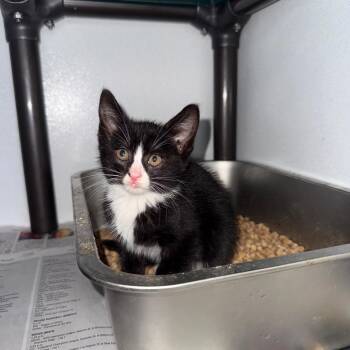 Panda 050409A -  Domestic Short Hair Cat for Adoption in Amory, Mississippi - Panda 050409A | PetCurious