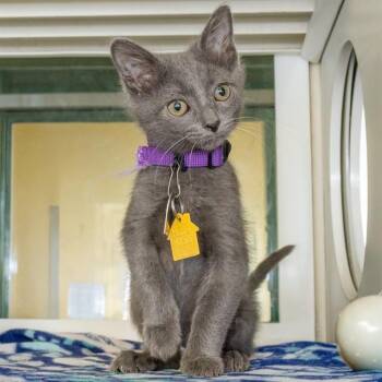 ZOODLES -  Domestic Medium Hair Cat for Adoption in St. Louis, Missouri - ZOODLES | PetCurious