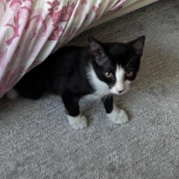 Sprinkles -  Domestic Short Hair Cat for Adoption in Medina, Ohio - Sprinkles | PetCurious
