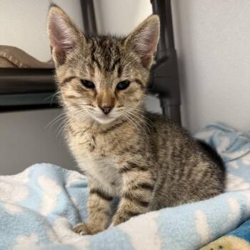 Calypso -  Domestic Short Hair Cat for Adoption in Milford, Iowa - Calypso | PetCurious