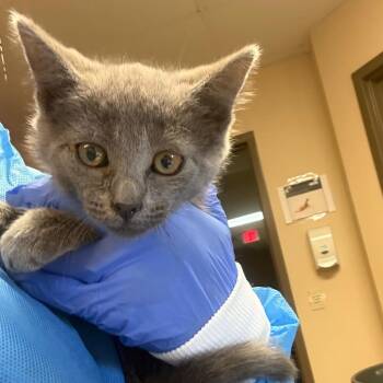 Matilda -  Domestic Short Hair Cat for Adoption in Flagstaff, Arizona - Matilda | PetCurious