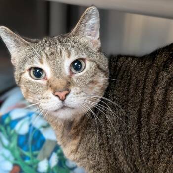 Lilly -  Domestic Short Hair Cat for Adoption in Milan, Illinois - Lilly | PetCurious
