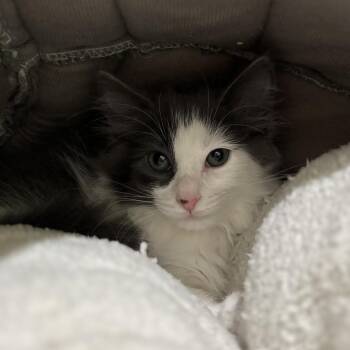 Lightning -  Domestic Long Hair Cat for Adoption in Cumming, Georgia - Lightning | PetCurious