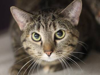Domestic Short Hair Cats Available for Adoption - Nona & Petunia | PetCurious
