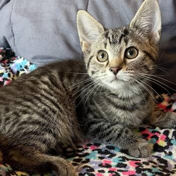 Domestic Short Hair and Tabby Cats Available for Adoption in Elmwood Park, Wisconsin - Audi | PetCurious