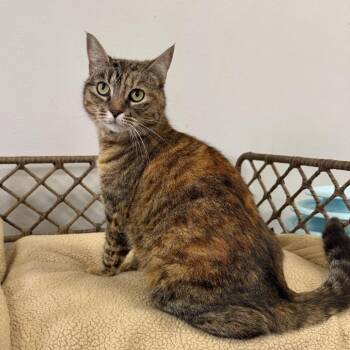 Domestic Short Hair Cats Available for Adoption in Houston, Texas - Kitty | PetCurious