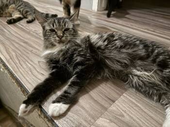 Rescue Domestic Long Hair Cats for Adoption in Redlands, California - Grace | PetCurious