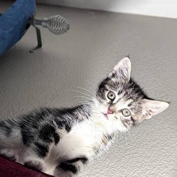Tasha -  Domestic Short Hair Cat Available for Adoption in Brea, California - Tasha | PetCurious
