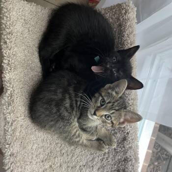 Domestic Short Hair Cats Available for Adoption in Charlotte, North Carolina - Fabuloso (Spring Clean) | PetCurious