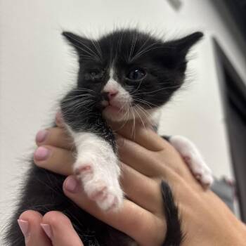 Jones -  Domestic Short Hair Cat for Adoption in Tampa, Florida - Jones | PetCurious