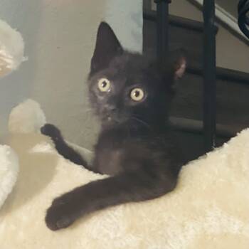 Rescue Domestic Medium Hair Cats for Adoption in Lewisville, Texas - Wolfie | PetCurious