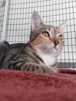 Molly (Nellie) -  Domestic Short Hair Cat for Adoption in Diamond Springs, California - Molly (Nellie) | PetCurious