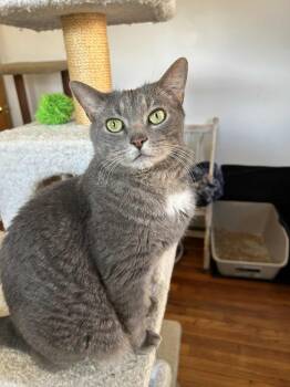 Rescue Domestic Short Hair Cats for Adoption in Huntington, New York - Louie (extra Large) | PetCurious