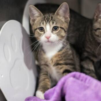 Cumin -  Domestic Short Hair Cat Available for Adoption in New York, New York - Cumin | PetCurious
