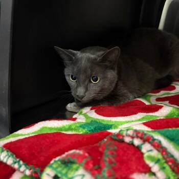 Madi -  Domestic Short Hair Cat for Adoption in Spokane, Washington - Madi | PetCurious