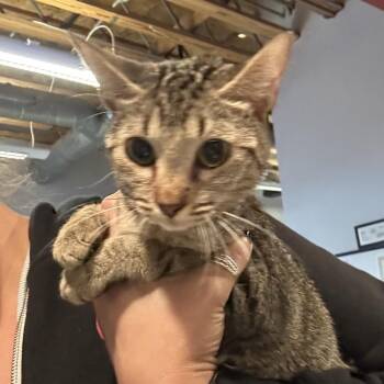 IVHS-Stray-144143 -  Domestic Short Hair Cat for Adoption in San Gabriel, California - IVHS-Stray-144143 | PetCurious