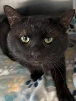 Big Boy -  Domestic Short Hair Cat for Adoption in Sidney, Ohio - Big Boy | PetCurious