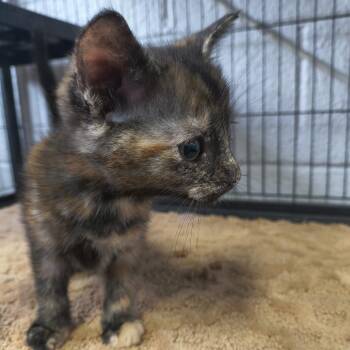 Charlie -  Domestic Short Hair Cat Available for Adoption in Moses Lake, Washington - Charlie | PetCurious