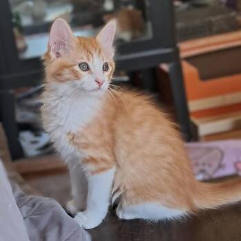 Dan D Lion -  Domestic Long Hair Cat for Adoption in Villa Park, California - Dan D Lion | PetCurious