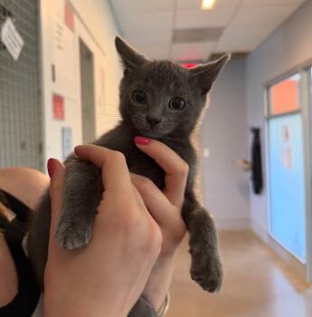 Jordan -  Domestic Short Hair Cat for Adoption in Hyde Park, New York - Jordan | PetCurious