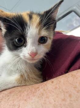 Ember -  Domestic Short Hair Cat for Adoption in New Kensington, Pennsylvania - Ember | PetCurious