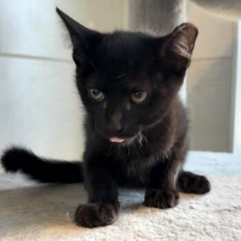 Salem -  Domestic Short Hair Cat for Adoption in Midland, Texas - Salem | PetCurious