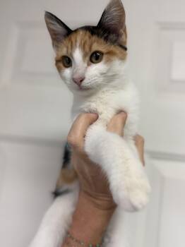 Cattle -  Calico Cat for Adoption in Columbia, South Carolina - Cattle | PetCurious
