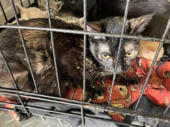 KATE -  Domestic Short Hair Cat for Adoption in Dallas, Texas - KATE | PetCurious