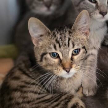 Shark -  Domestic Short Hair Cat for Adoption in Muncie, Indiana - Shark | PetCurious