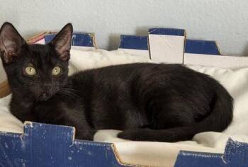 Sharon -  Domestic Short Hair Cat for Adoption in Tampa, Florida - Sharon | PetCurious