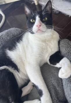 Kai -  Tuxedo Cat for Adoption in Brampton, Ontario - Kai | PetCurious