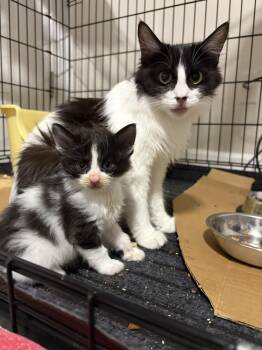 Domestic Long Hair Cats Available for Adoption in Virginia Beach, Virginia - Mama Spritzer | PetCurious