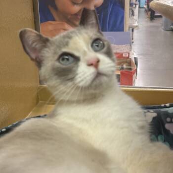 Clover -  Siamese and Domestic Short Hair Cat for Adoption - Clover | PetCurious
