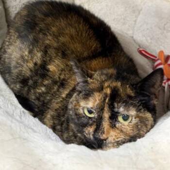 Lois -  Domestic Short Hair Cat for Adoption in New York, New York - Lois | PetCurious