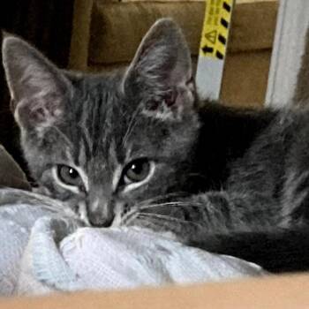 Lake Ridge kitten 1 -  Domestic Short Hair Cat for Adoption in New York, New York - Lake Ridge Kitten 1 | PetCurious