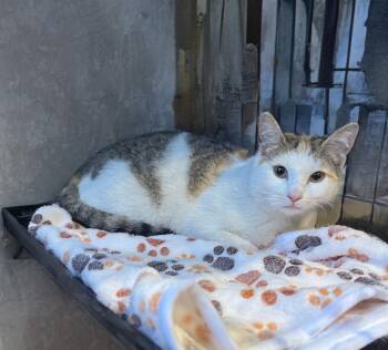 Domestic Short Hair Cats Available for Adoption in Syosset, New York - Bianca | PetCurious