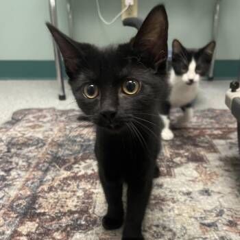 Thomas -  Domestic Short Hair Cat for Adoption in Lenexa, Kansas - Thomas | PetCurious