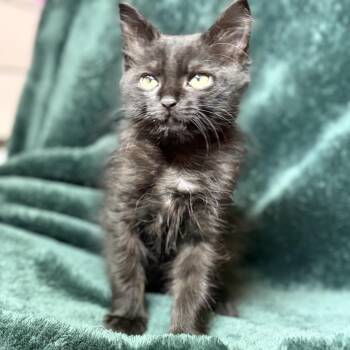 Trane -  Domestic Medium Hair Cat for Adoption in Murfreesboro, Tennessee - Trane | PetCurious