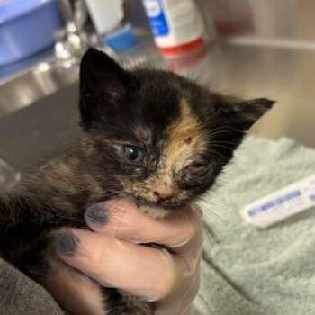 Abott -  Domestic Short Hair Cat for Adoption in Asheville, North Carolina - Abott | PetCurious