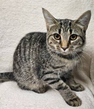 Rescue Domestic Short Hair Cats for Adoption in Fremont, Ohio - Rogue | PetCurious