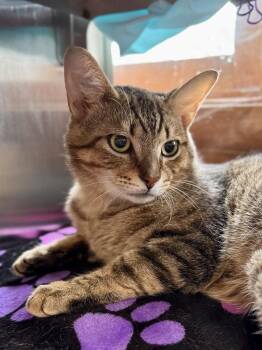 Kit Cat -  Domestic Short Hair Cat for Adoption in Midland, Michigan - Kit Cat | PetCurious