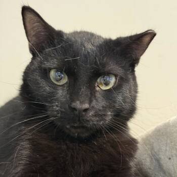 Rescue Domestic Short Hair Cats for Adoption in Tucson, Arizona - Krissy | PetCurious