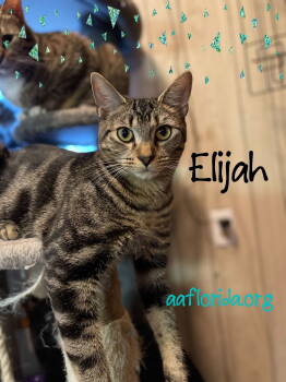 Rescue Tabby and Domestic Short Hair Cats for Adoption in Pensacola, Florida - Elijah | PetCurious