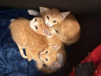 Belinda -  Domestic Short Hair Cat for Adoption in Long Beach, California - Belinda | PetCurious