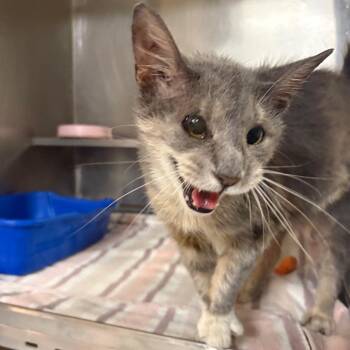Domestic Short Hair Cats Available for Adoption in Springfield, Illinois - Allie | PetCurious