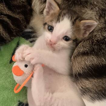 Domestic Short Hair Cats Available for Adoption in West Palm Beach, Florida - Amore | PetCurious
