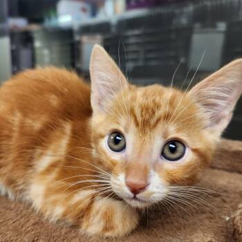 Domestic Medium Hair Cats Available for Adoption in Liberty, Missouri - Mango | PetCurious